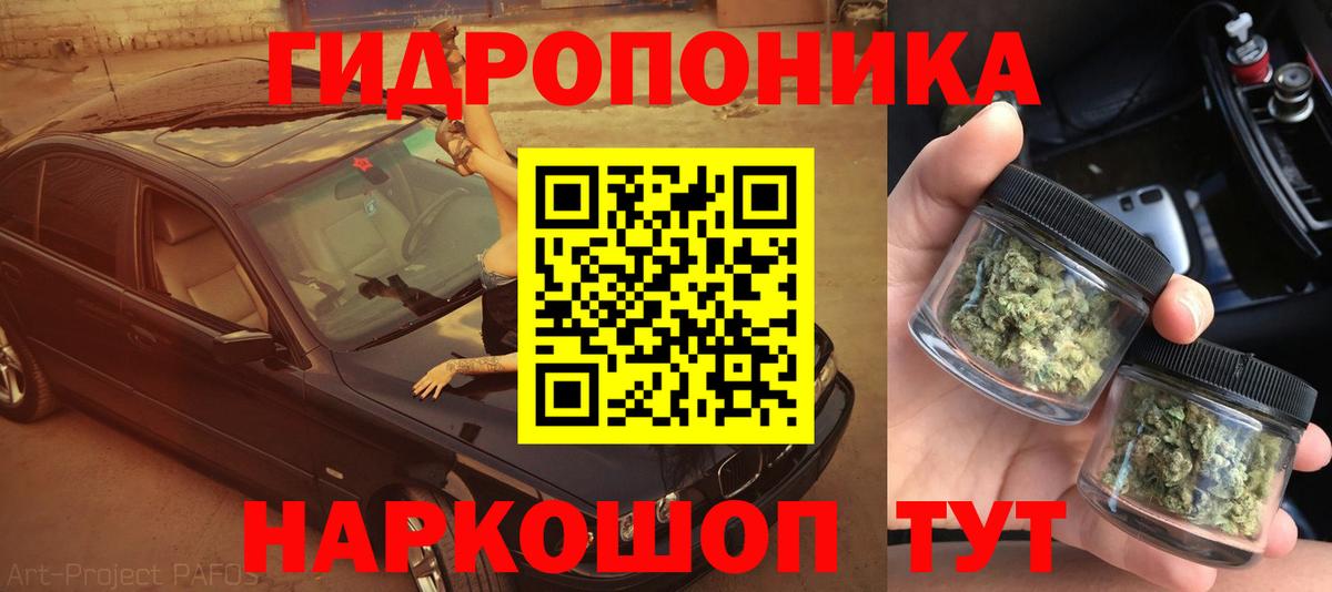 Бошки марихуана OG Kush Карасук